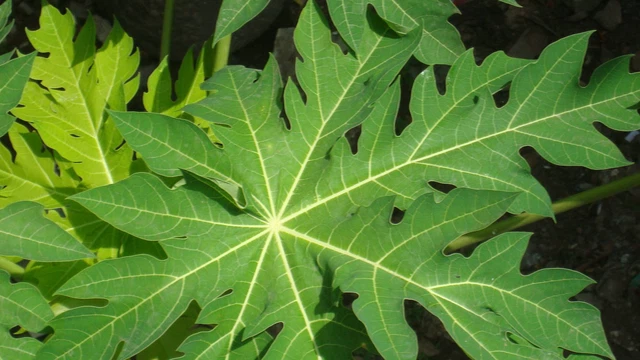 bai-viet/la-du-du-co-tac-dung-gi-nen-dung-la-du-du-tuoi-hay-kho.html