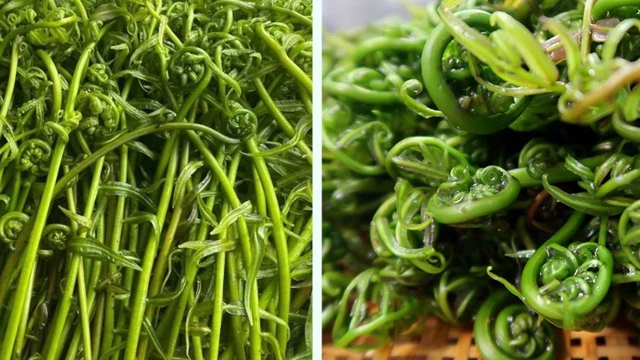 bai-viet/rau-choai-la-rau-gi-co-loi-ich-gi-doi-voi-suc-khoe.html
