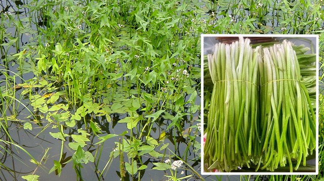 bai-viet/rau-choc-la-rau-gi-loi-ich-suc-khoe-dang-chu-y-cua-rau-choc.html