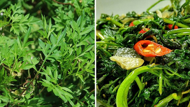 bai-viet/rau-sao-nhai-la-gi-dac-diem-va-gia-tri-dinh-duong-noi-bat.html