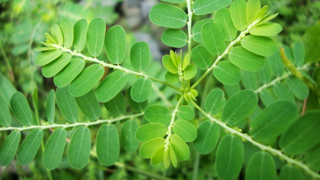 bai-viet/uong-diep-ha-chau-nhieu-co-tot-khong-cong-dung-cua-diep-ha-chau.html