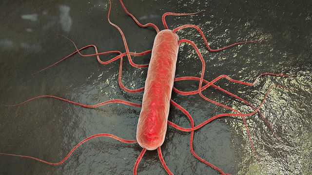 bai-viet/ban-biet-gi-ve-vi-khuan-listeria-monocytogenes.html
