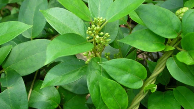 bai-viet/bau-co-nen-uong-day-thia-canh-goi-y-thay-the-an-toan-neu-me-can-kiem-soat-duong-huyet.html