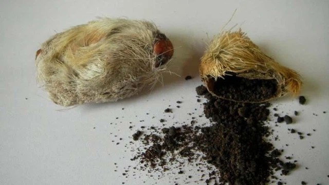bai-viet/bot-xa-huong-co-cong-dung-gi-doi-voi-suc-khoe.html