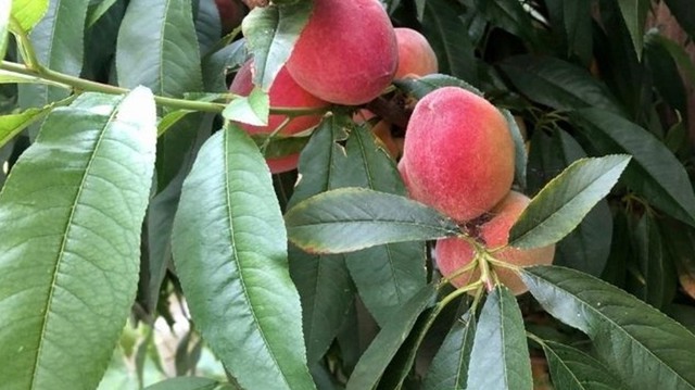 bai-viet/cac-cach-tri-to-dia-bang-la-dao-nhanh-het-ngua-62344.html