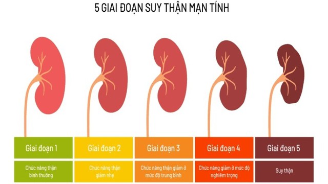 bai-viet/cac-giai-doan-suy-than-dien-ra-nhu-the-nao.html