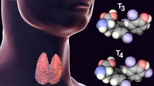 bai-viet/cac-hormone-tiet-ra-tu-tuyen-giap-va-chuc-nang-doi-voi-co-the.html
