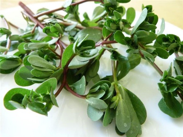 bai-viet/cach-chua-gioi-leo-dan-gian-nhanh-chong-va-khong-de-lai-seo-35759.html