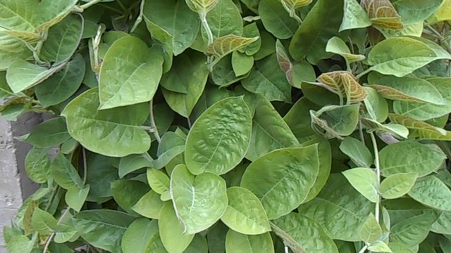bai-viet/cach-chua-tri-benh-dau-da-day-khong-can-dung-thuoc-28655.html