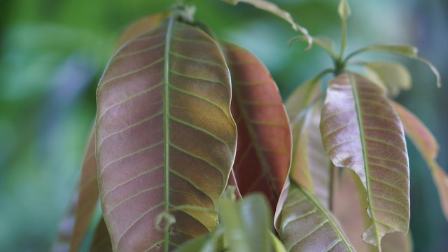 bai-viet/cach-dung-la-xoai-non-tri-tieu-duong-an-toan-hieu-qua.html