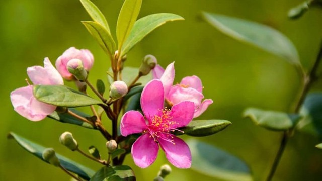 bai-viet/cach-phan-biet-cay-sim-va-cay-mua.html
