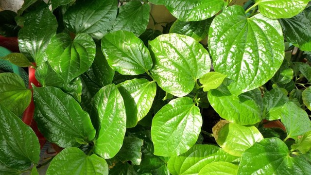 bai-viet/cach-tri-ngua-vung-kin-bang-la-trau-khong-don-gian-tai-nha-55016.html