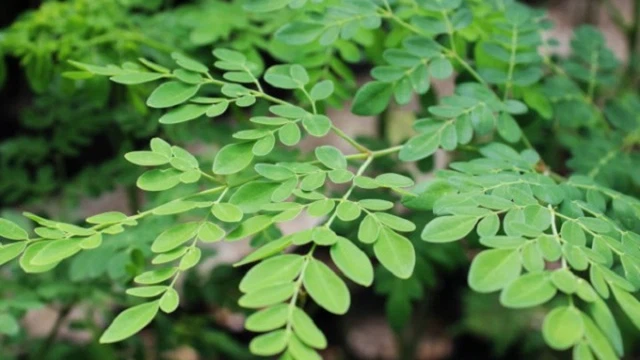 bai-viet/cay-chum-ngay-ngam-ruou-co-tac-dung-gi-mot-so-luu-y-khi-su-dung.html