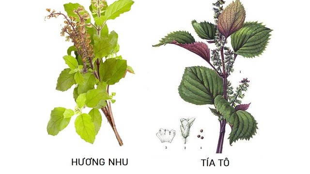 bai-viet/cay-huong-nhu-co-phai-la-cay-tia-to-khong.html