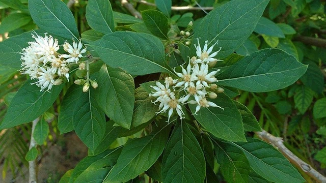 bai-viet/cay-mat-gau-chua-xuong-khop-co-khoi-benh-hay-khong.html