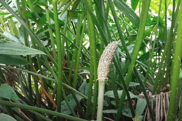 bai-viet/cay-muop-gai-dac-diem-cong-dung-va-bai-thuoc-tu-thao-duoc-quy.html