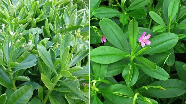 bai-viet/cay-sam-dat-co-may-loai-cong-dung-dac-biet-cua-tung-loai-sam-dat.html