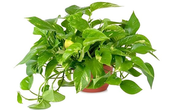 bai-viet/cay-van-nien-thanh-co-doc-khong.html