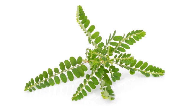 bai-viet/chanca-piedra-la-duoc-lieu-gi-tac-dung-va-mot-so-luu-y-khi-su-dung.html