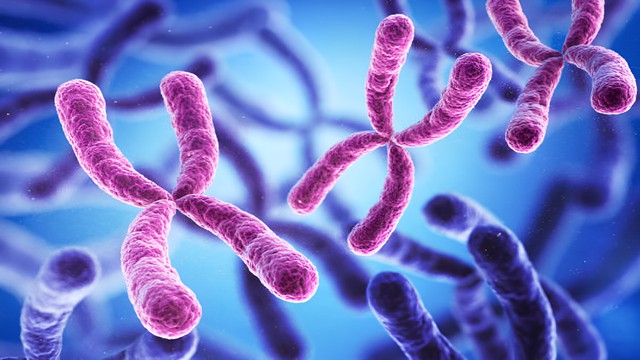 bai-viet/chromosome-la-gi-tam-quan-trong-trong-nghien-cuu-di-truyen-hoc.html