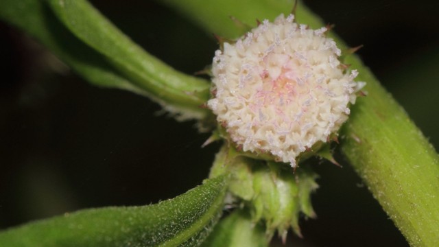 bai-viet/co-la-xoai-tri-benh-gi-cong-dung-cua-co-la-xoai.html