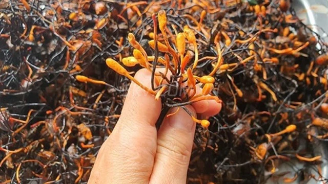 Đông trùng ha thảo bọ xít: Đặc điểm, thành phần và công dụng đối với sức khỏe