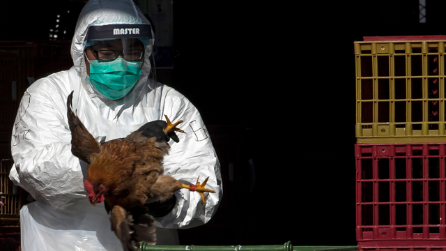Cúm H3N8 là gì? Những điều cần biết về virus cúm H3N8 ở người 2