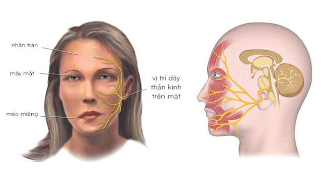 bai-viet/day-than-kinh-so-7-nam-o-dau-nguyen-nhan-ton-thuong-day-than-kinh-so-7.html