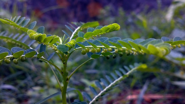 bai-viet/diep-ha-chau-co-tac-dung-gi-luu-y-khi-su-dung.html