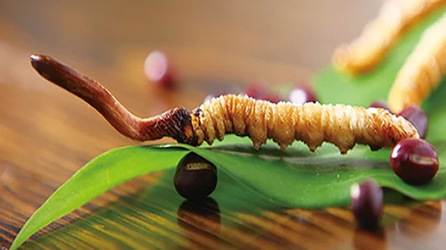 bai-viet/giai-dap-thac-mac-co-nen-uong-dong-trung-ha-thao-truoc-khi-di-ngu-khong.html