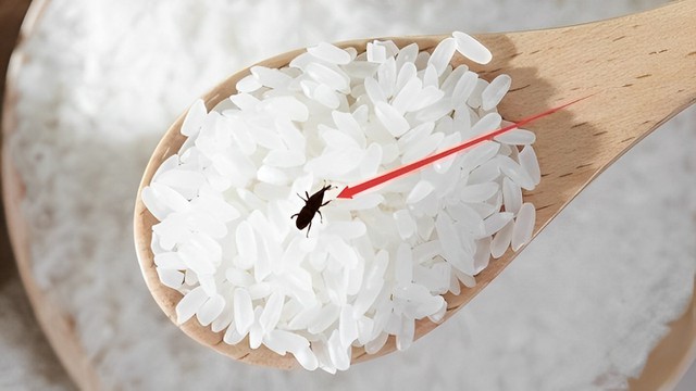 bai-viet/gao-bi-mot-co-an-duoc-khong-nhung-cach-duoi-mot-gao-hieu-qua.html