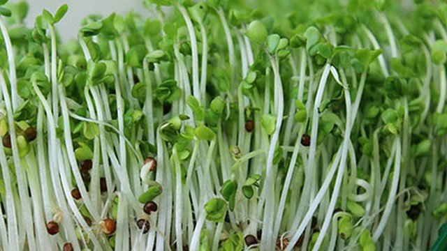 bai-viet/gia-do-moc-la-xanh-co-an-duoc-khong-co-anh-huong-suc-khoe-khong.html