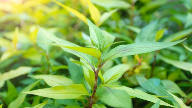 bai-viet/giai-dap-rau-ram-co-tac-dung-gi-cho-da-mat.html