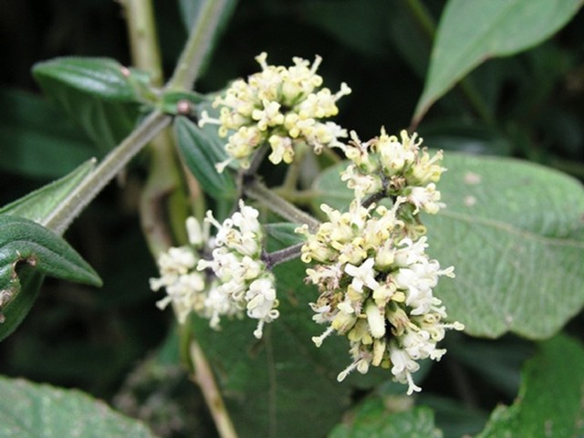 bai-viet/ho-tro-tri-benh-huyet-ap-thap-hieu-qua-nho-cay-thuoc-nam-41493.html