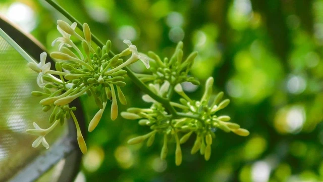 Hoa đu đủ đực tươi và hoa đu đủ đực khô: Chúng có gì tốt cho sức khỏe? 0