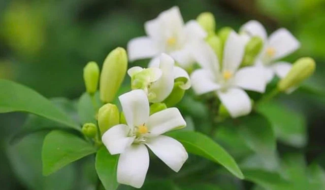 bai-viet/hoa-nguyet-que-co-uong-duoc-khong-loi-ich-cua-tra-hoa-nguyet-que.html