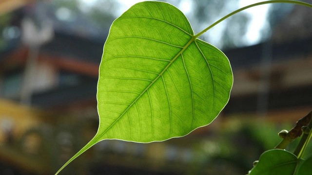 bai-viet/la-bo-de-va-nhung-tac-dung-chua-benh-bat-ngo-68844.html