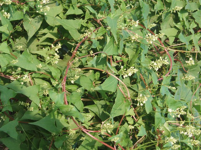 bai-viet/la-cay-ha-thu-o-co-uong-duoc-khong-49555.html