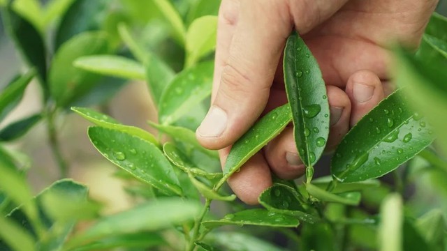 bai-viet/la-chanh-co-tac-dung-gi-cach-dung-la-chanh-cham-soc-suc-khoe.html