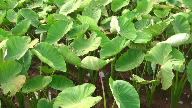 Lá khoai môn: Dinh dưỡng, lợi ích và công dụng
