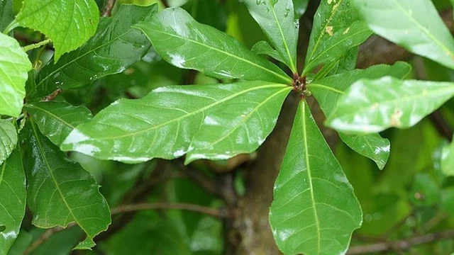 bai-viet/la-loc-vung-cong-dung-cach-dung-va-luu-y-y-khoa-khi-su-dung-lam-duoc-lieu.html