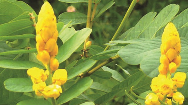 bai-viet/dung-la-muong-tri-lac-co-mang-den-hieu-qua-khong.html