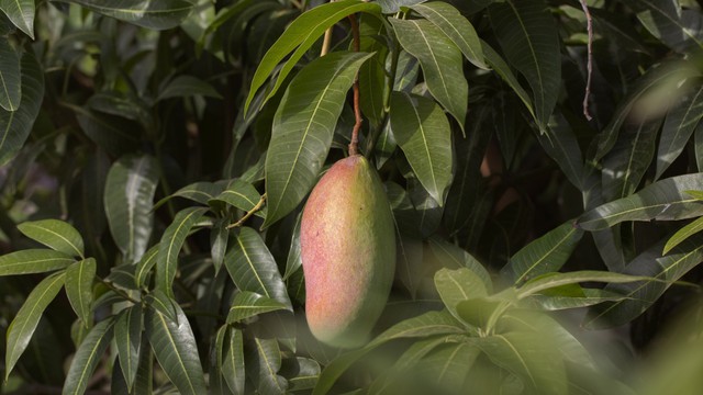 bai-viet/la-xoai-non-co-tac-dung-gi.html