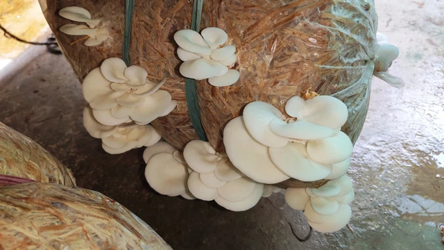 bai-viet/loi-ich-khong-ngo-tu-nam-bao-ngu-va-cach-dung-dung-cach.html