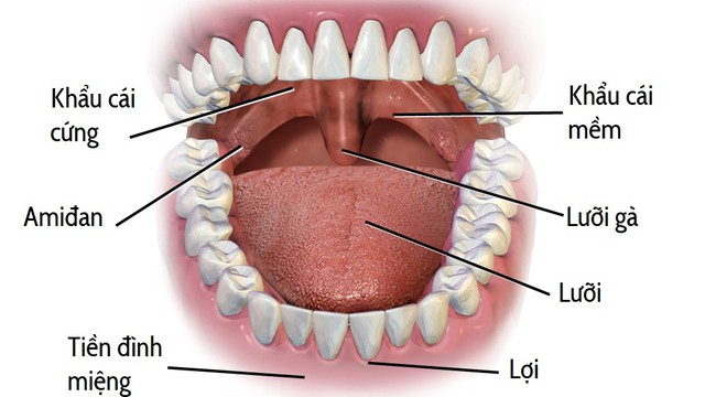 bai-viet/luoi-ga-dai-la-gi-cach-dieu-tri-va-nhung-luu-y-sau-dieu-tri.html