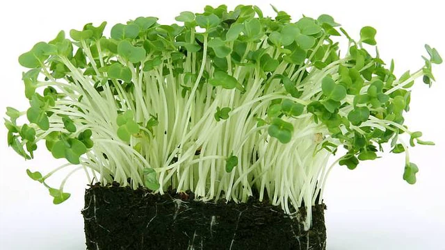 bai-viet/mam-bong-cai-xanh-la-gi-cong-dung-va-nhung-dieu-can-biet.html