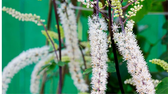 Mao lương: Thảo dược hỗ trợ điều trị các triệu chứng mãn kinh 1