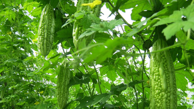 bai-viet/me-sau-sinh-an-kho-qua-co-mat-sua-khong-va-anh-huong-gi-den-nguon-sua.html