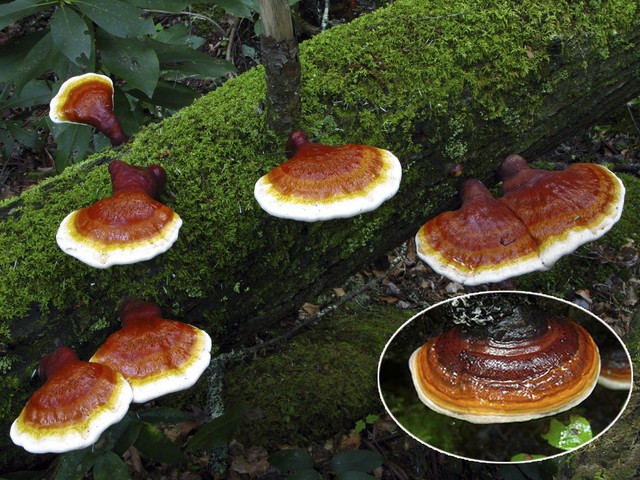 bai-viet/nam-linh-chi-rung-co-tac-dung-gi-45089.html