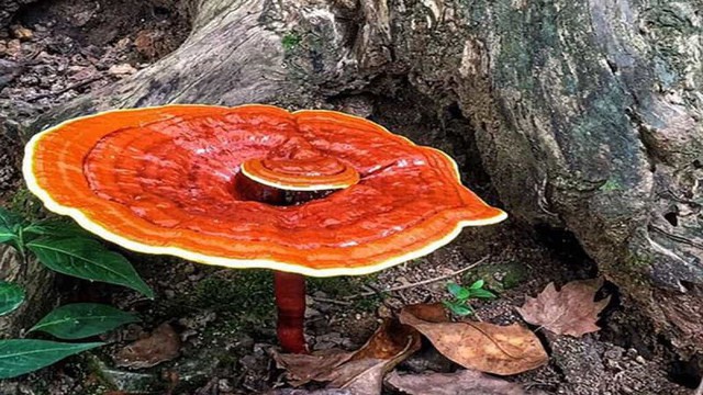 bai-viet/nam-linh-chi-rung-va-tac-dung-cua-nam-linh-chi.html